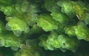 Achrophyllumdentatumsm1