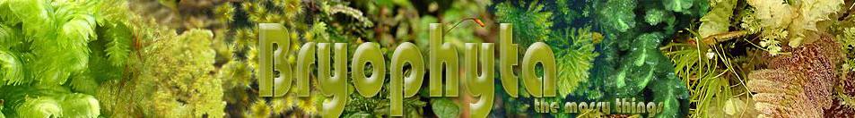 bryophytatitle2024