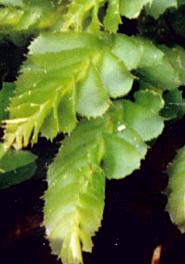 Plagiochilabanksianasm