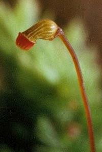sporophyte09sm