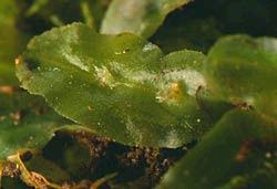 Symphogynaprolifera2asm