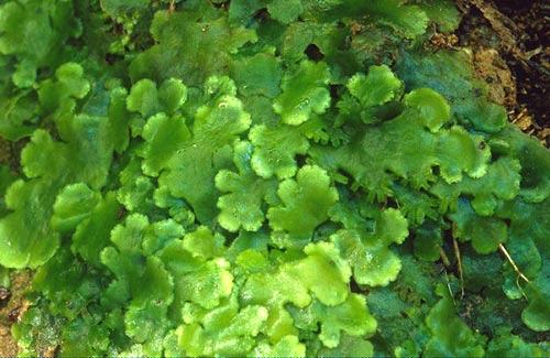 Aneuraorbiculata1144