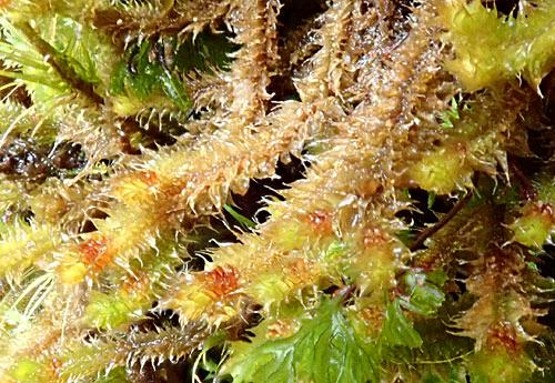 Chandonanthussquarrosus006a