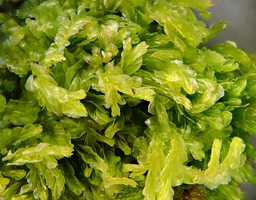 Chiloscyphuscompactus579