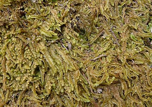 Chiloscyphusnormalis0992a