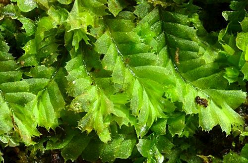 Chiloscyphustricanthus804aa