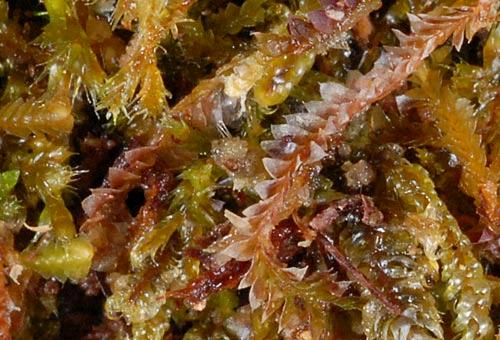 Cuspidatulamonodon39a