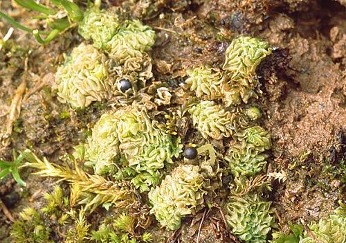 Fossombroniapusilla1145a