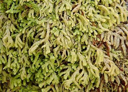 Lepidoziaulothrix645