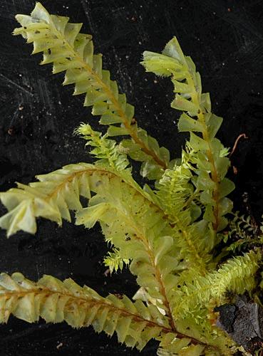 Plagiochilaannotina50a