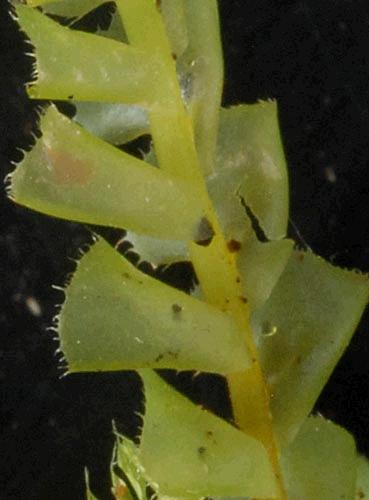 Plagiochilaannotina51a