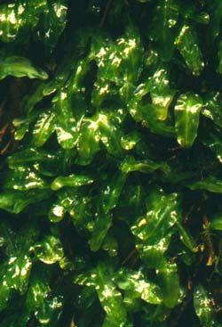 Podomitriumphyllanthus2copy