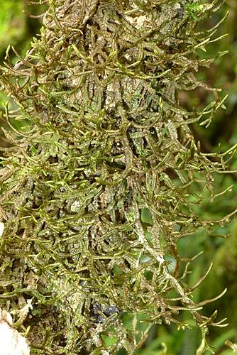 Porellaelegantula0467a