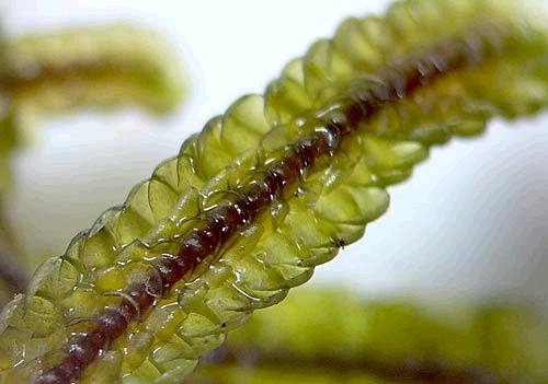 Porellaelegantula0550a