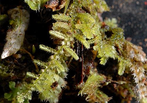 Triandrophyllumsubtrifidum36a