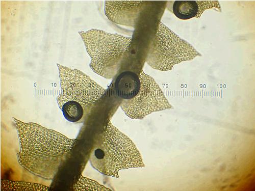 Tylimanthustenellus087a