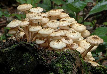 Armillaria6a