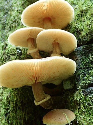 Armillariaaotearoa053