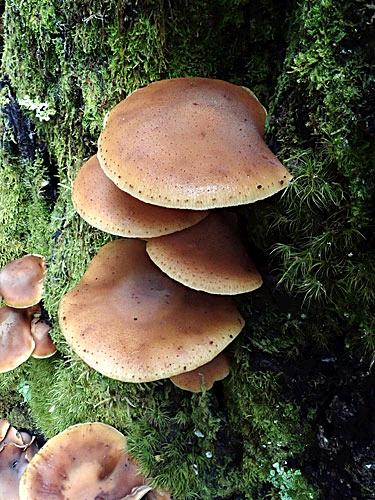 Armillariaaotearoa048