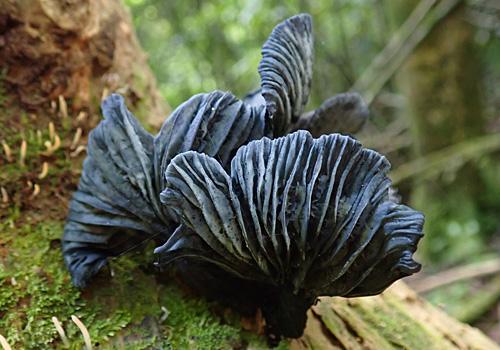 Gerronemawaikanaense639W