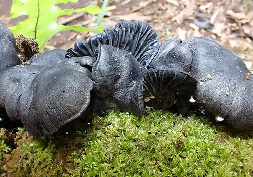 Gerronemawaikanaense601W