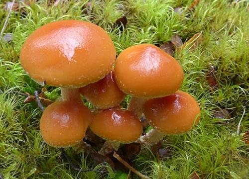 Hypholoma