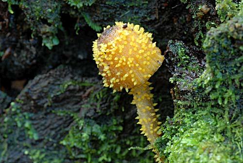 Neobaryaagaricola76a