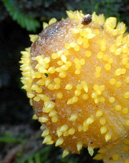 Neobaryaagaricola76closeup