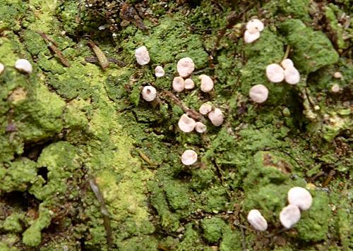 Diabaesisabsoluta0372