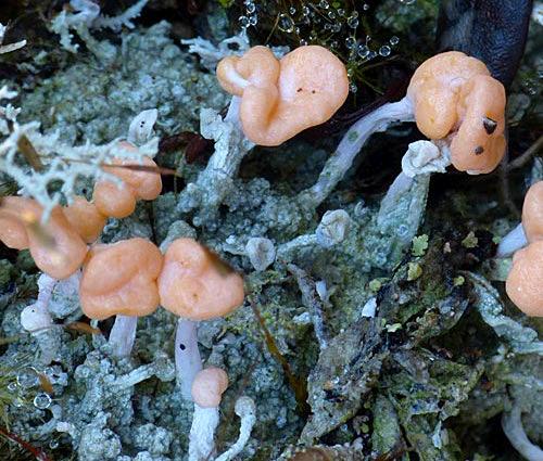 Diabaesisarcuata0135a