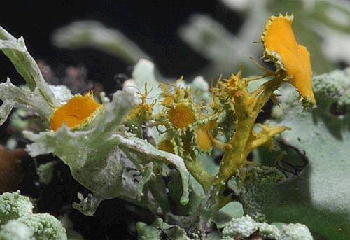 Teloschisteschrysophthalmus066