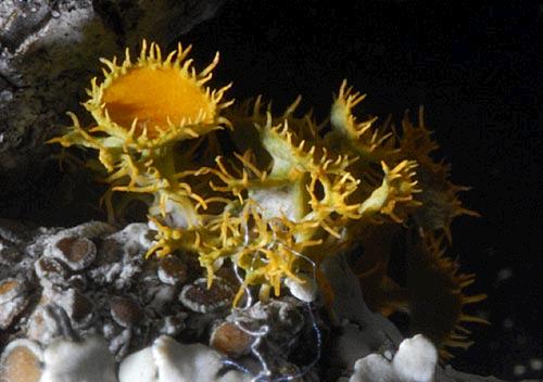 Teloschisteschrysophthalmus090