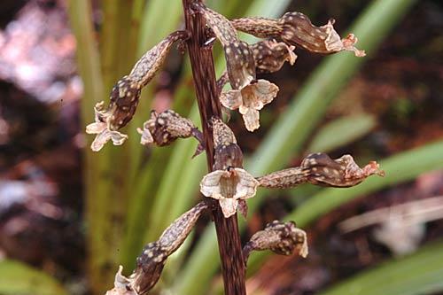 Gastrodiacunninghamii55