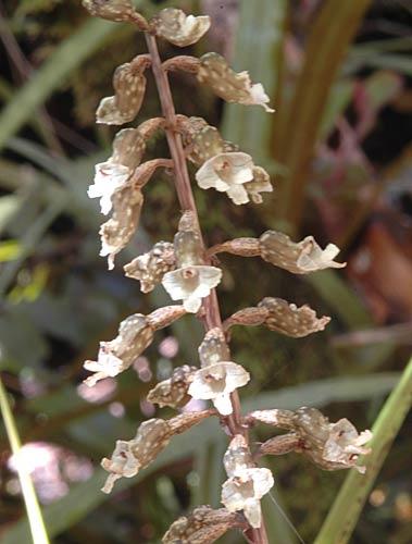 Gastrodiacunninghamii56A